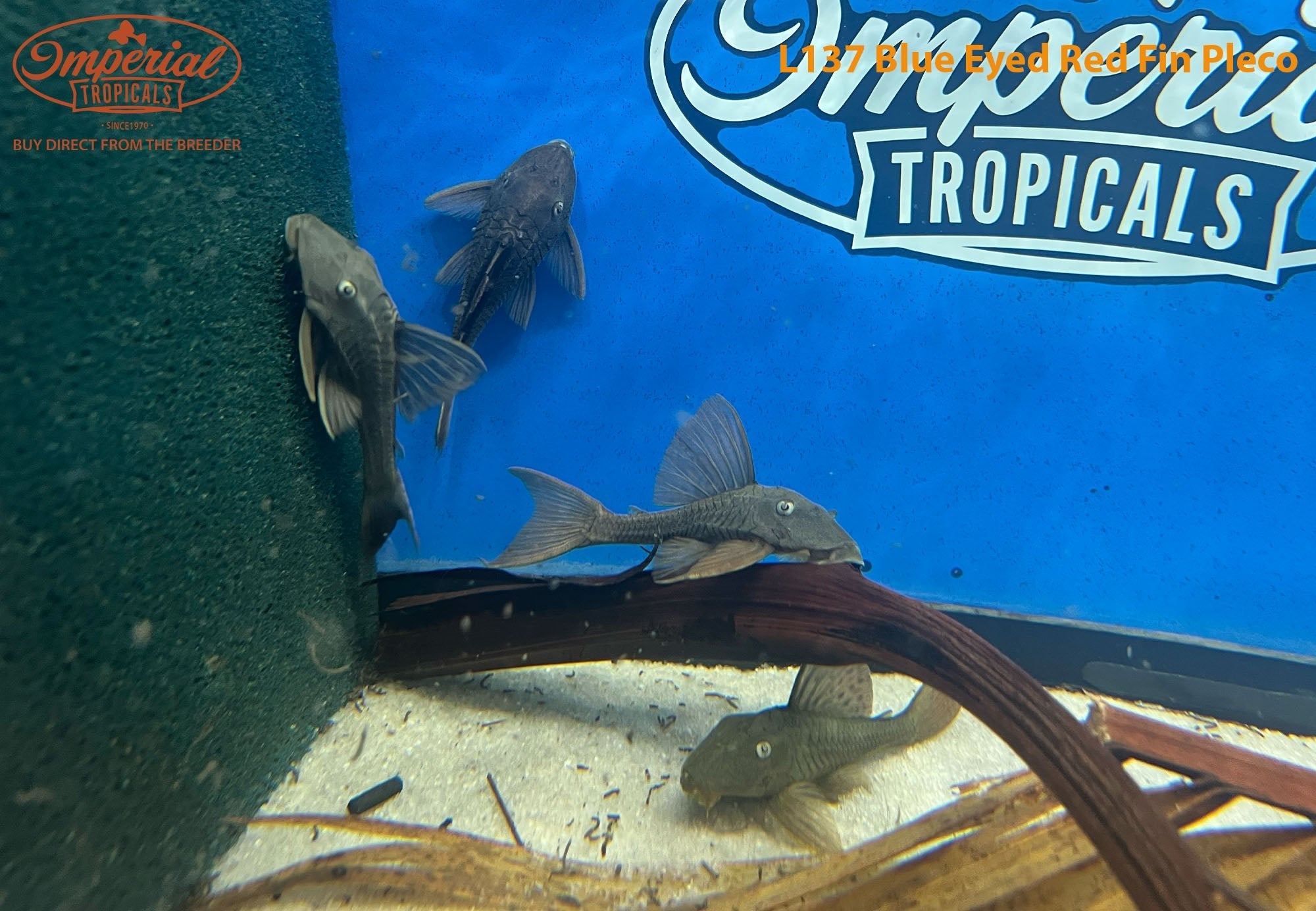 L137 Blue Eyed Red Fin Pleco – Imperial Tropicals