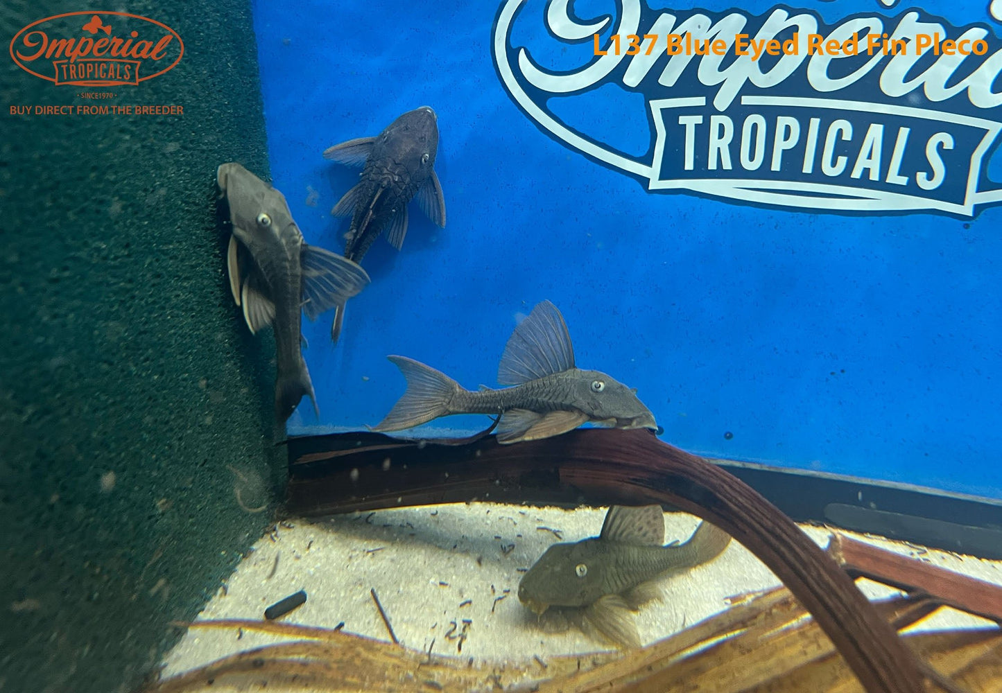 L137 Blue Eyed Red Fin Pleco