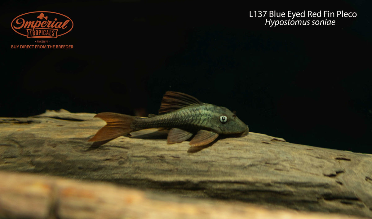 BOGO L137 Blue Eyed Red Fin Pleco