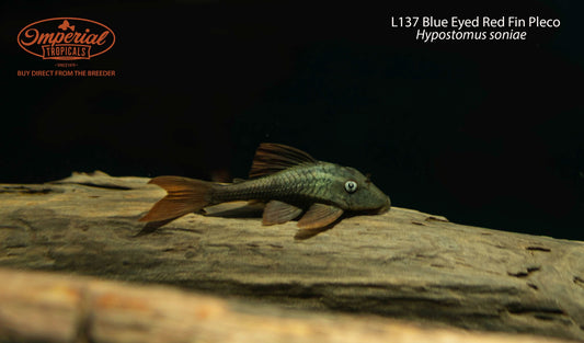 BOGO L137 Blue Eyed Red Fin Pleco