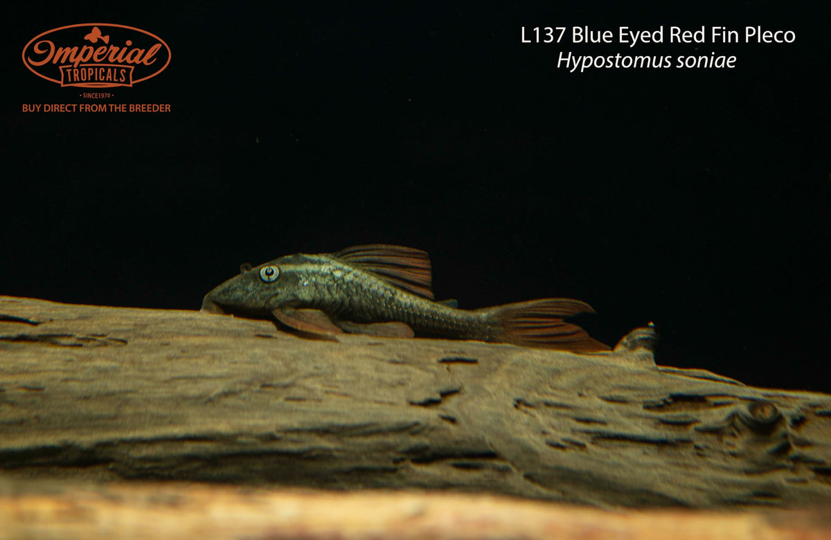 BOGO L137 Blue Eyed Red Fin Pleco