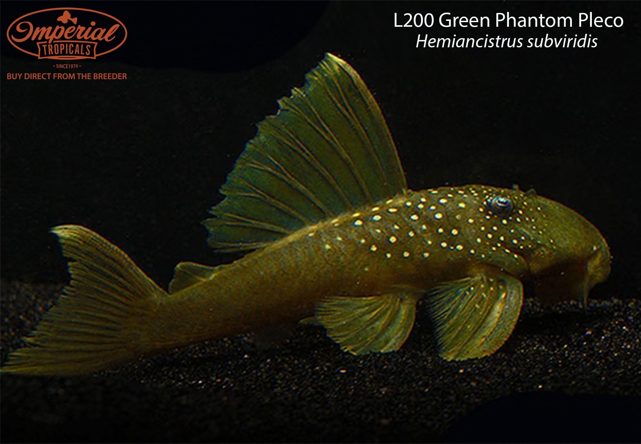 L200 Green Phantom Pleco Hemiancistrus Subviridis Shop Imperial L200 Green Phantom Pleco Hemiancistrus Subviridis Shop Imperial