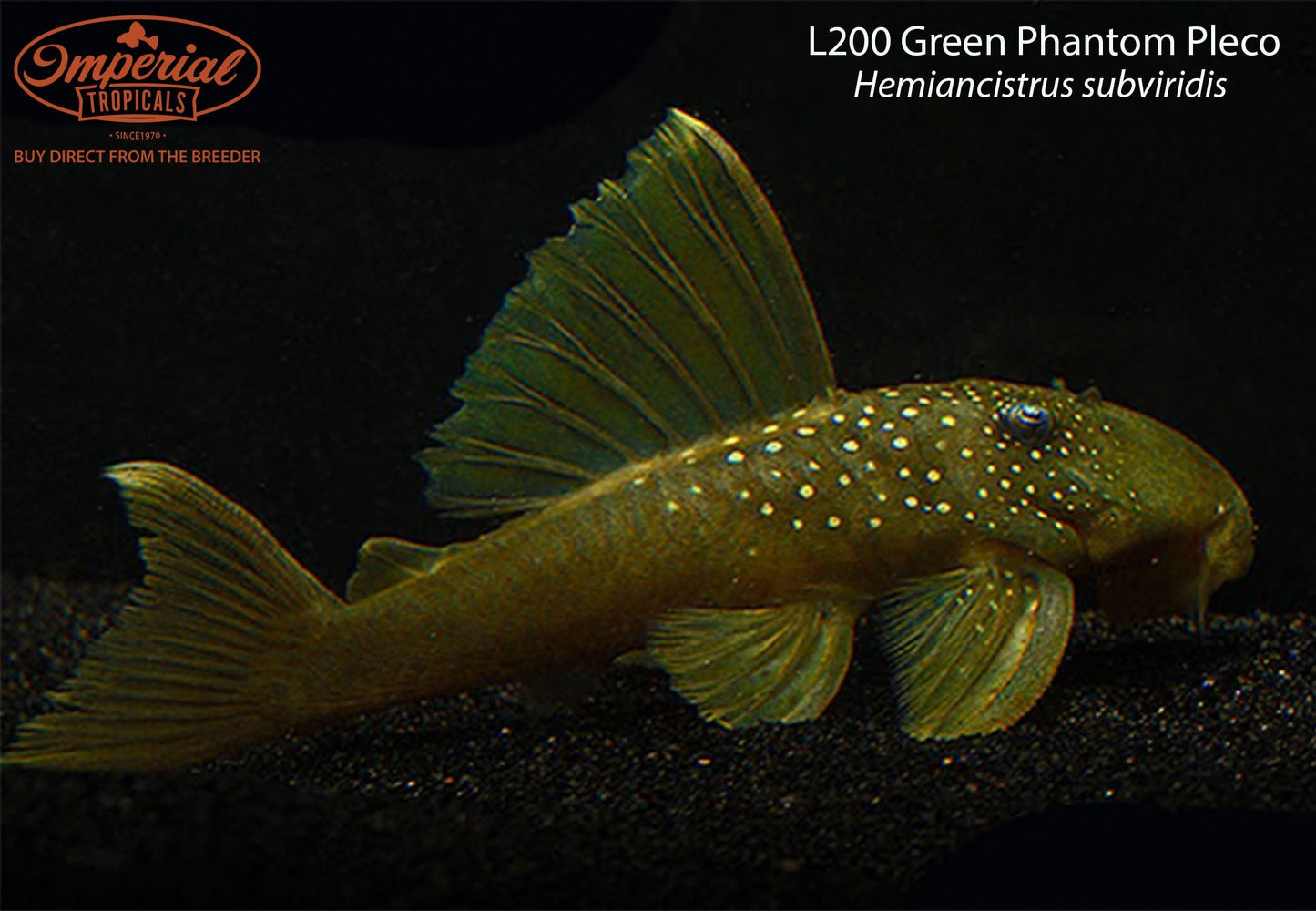 L200 Green Phantom Pleco