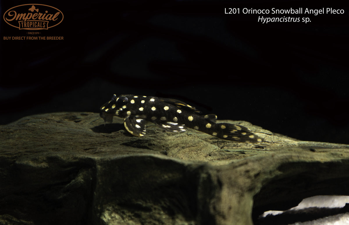 L201 Orinoco Snowball Angel Pleco (Hypancistrus sp.) - shop Imperial ...