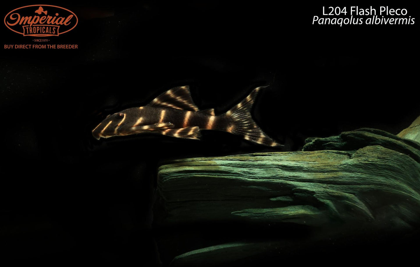 L204 Flash Pleco