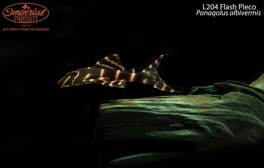 L204 Flash Pleco