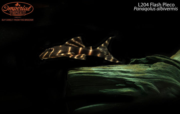 Plecos and Other Loricariids – Imperial Tropicals