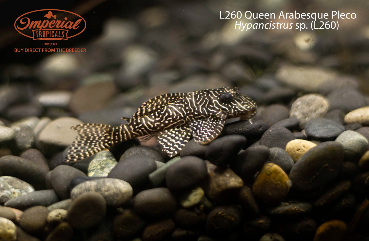 L260 Queen Arabesque Pleco (Hypancistrus sp. (L260))
