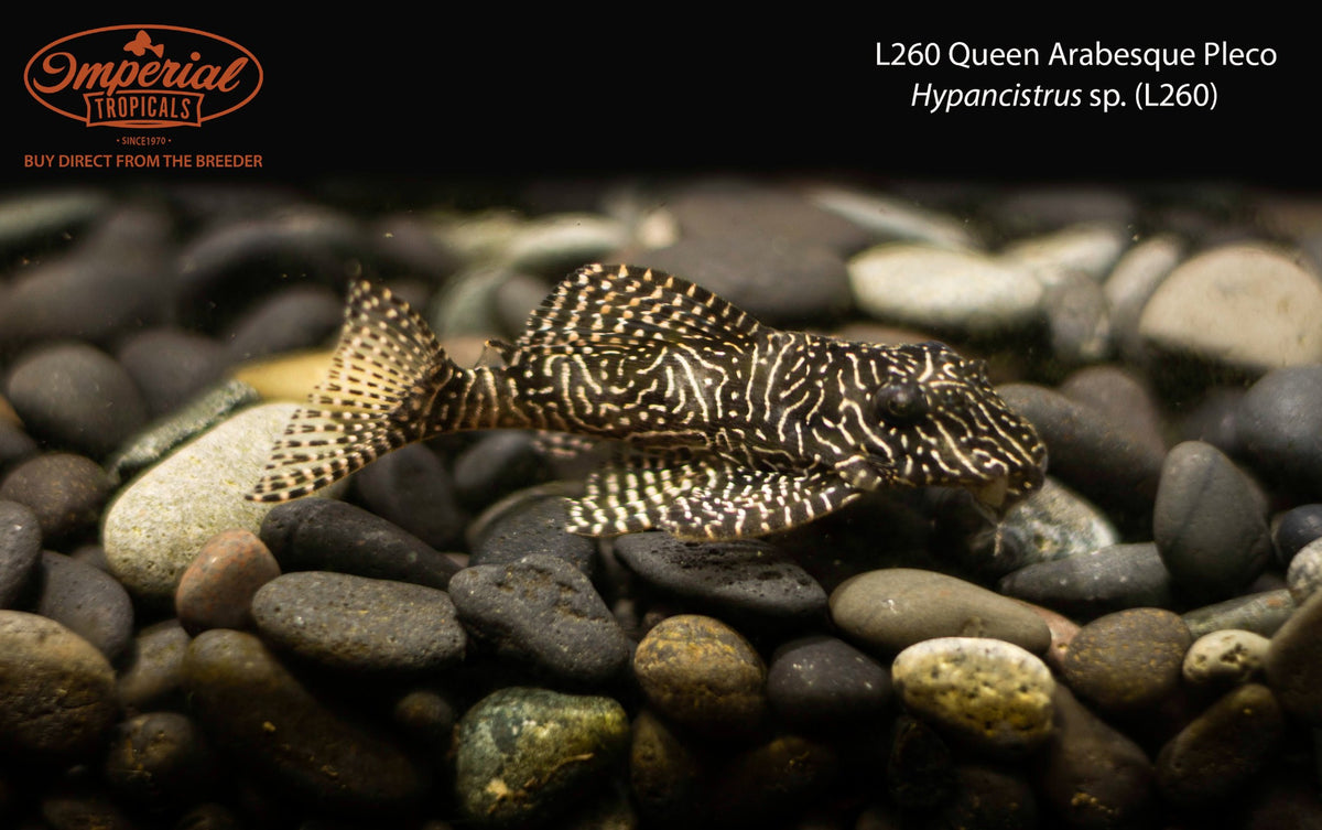 L260 Queen Arabesque Pleco (Hypancistrus sp. (L260))