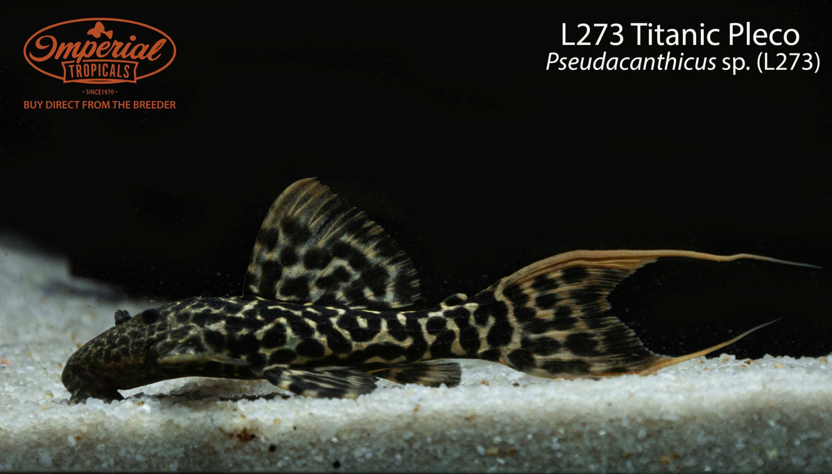 L273 Titanic Pleco