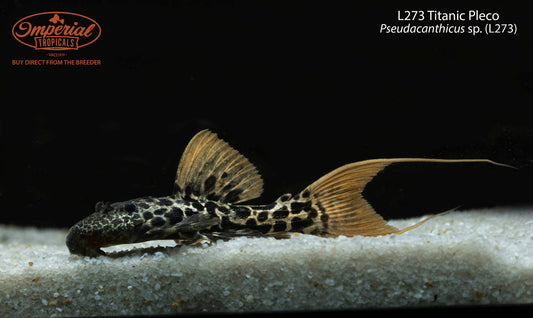 L273 Titanic Pleco