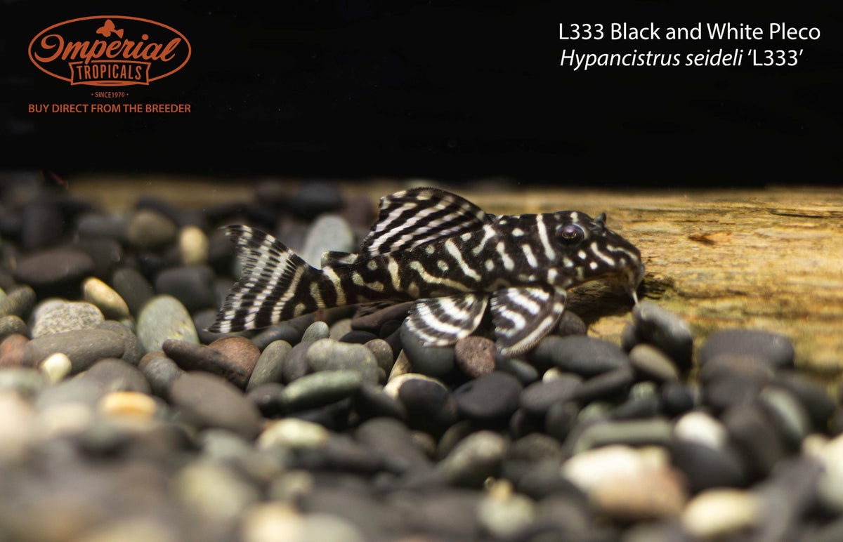 L333 Black and White Pleco (Hypancistrus seideli ‘L333’)