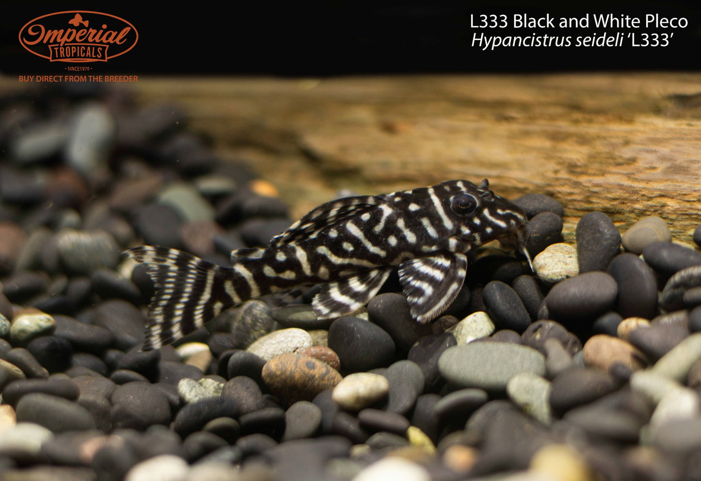 L333 Black and White Pleco (Hypancistrus seideli ‘L333’)