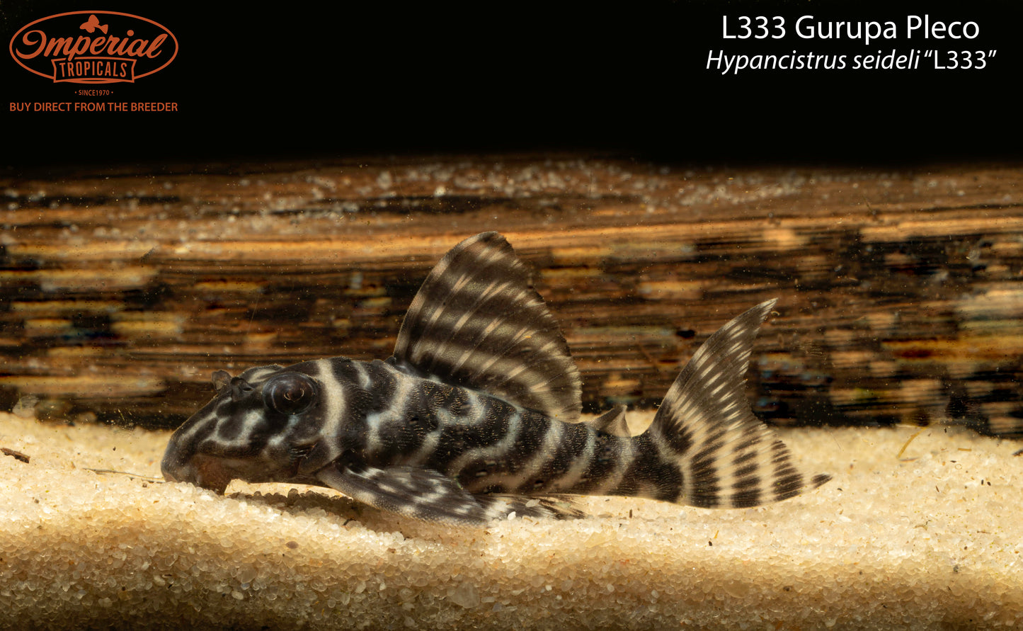 L333 Gurupa Pleco