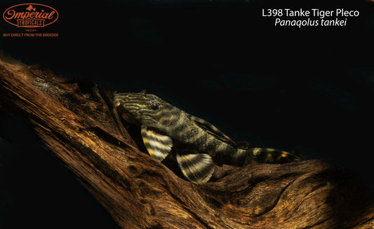 L398 Tanke Tiger Pleco