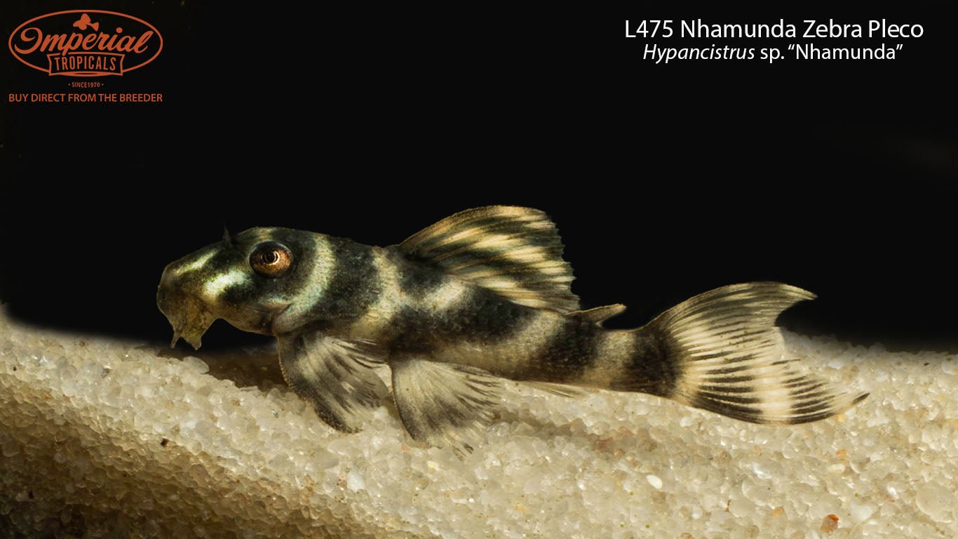 L475 Nhamunda Zebra Pleco