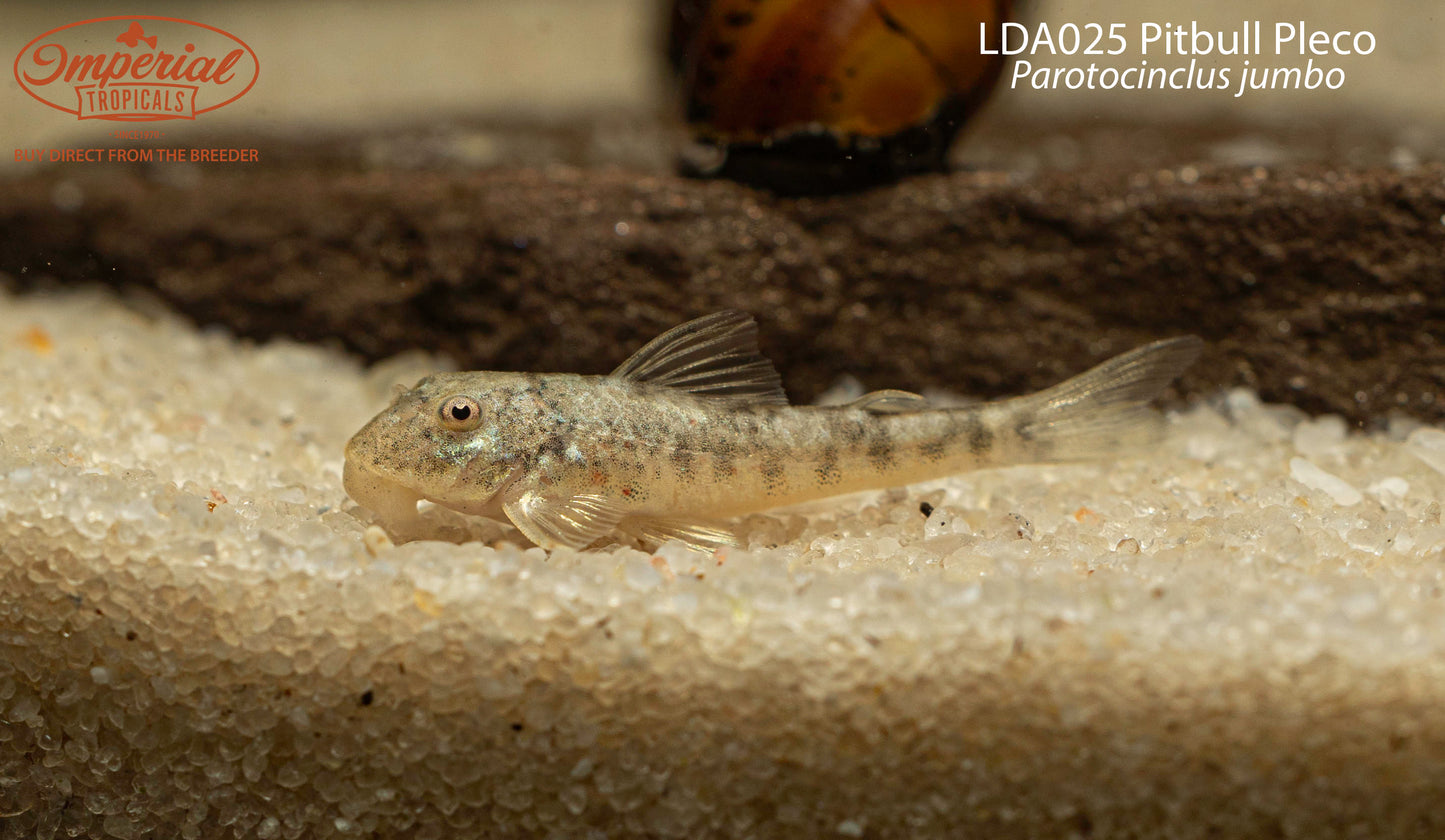 LDA025 Pitbull Pleco