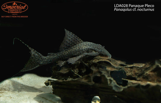 LDA028 Panaque Pleco (Panaqolus cf. nocturnus)