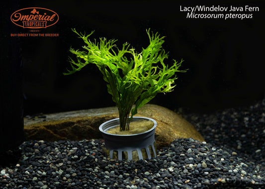 Lacy/Windelov Java Fern