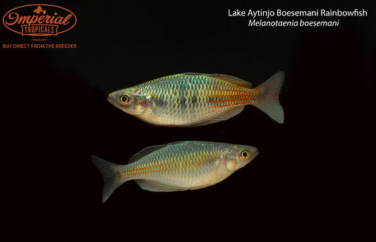Lake Aytinjo Boesemani Rainbowfish