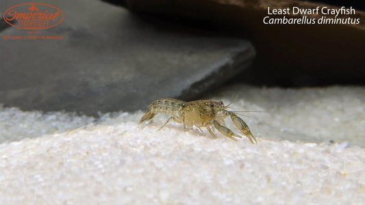 Least Dwarf Crayfish