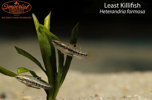 Least Killifish