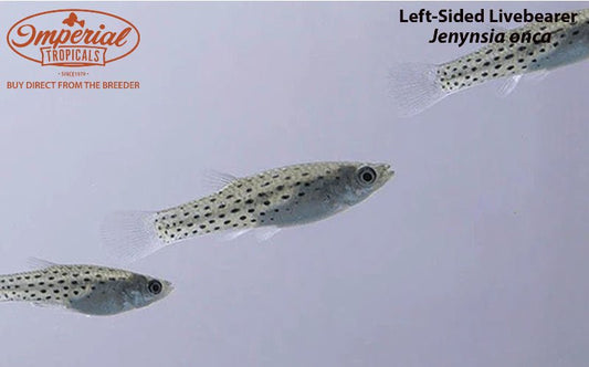 Jenynsia onca (Left-Sided Livebearer)