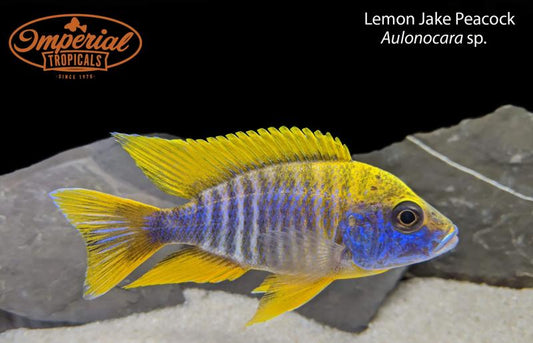 Lemon Jake Peacock