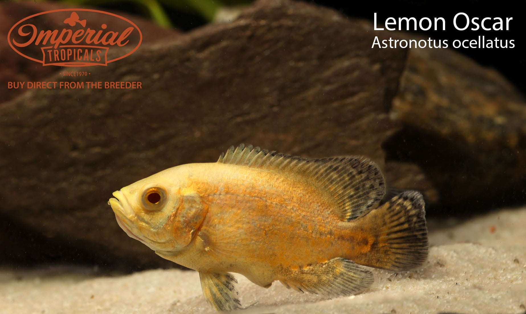 Assorted Oscar – Imperial Tropicals