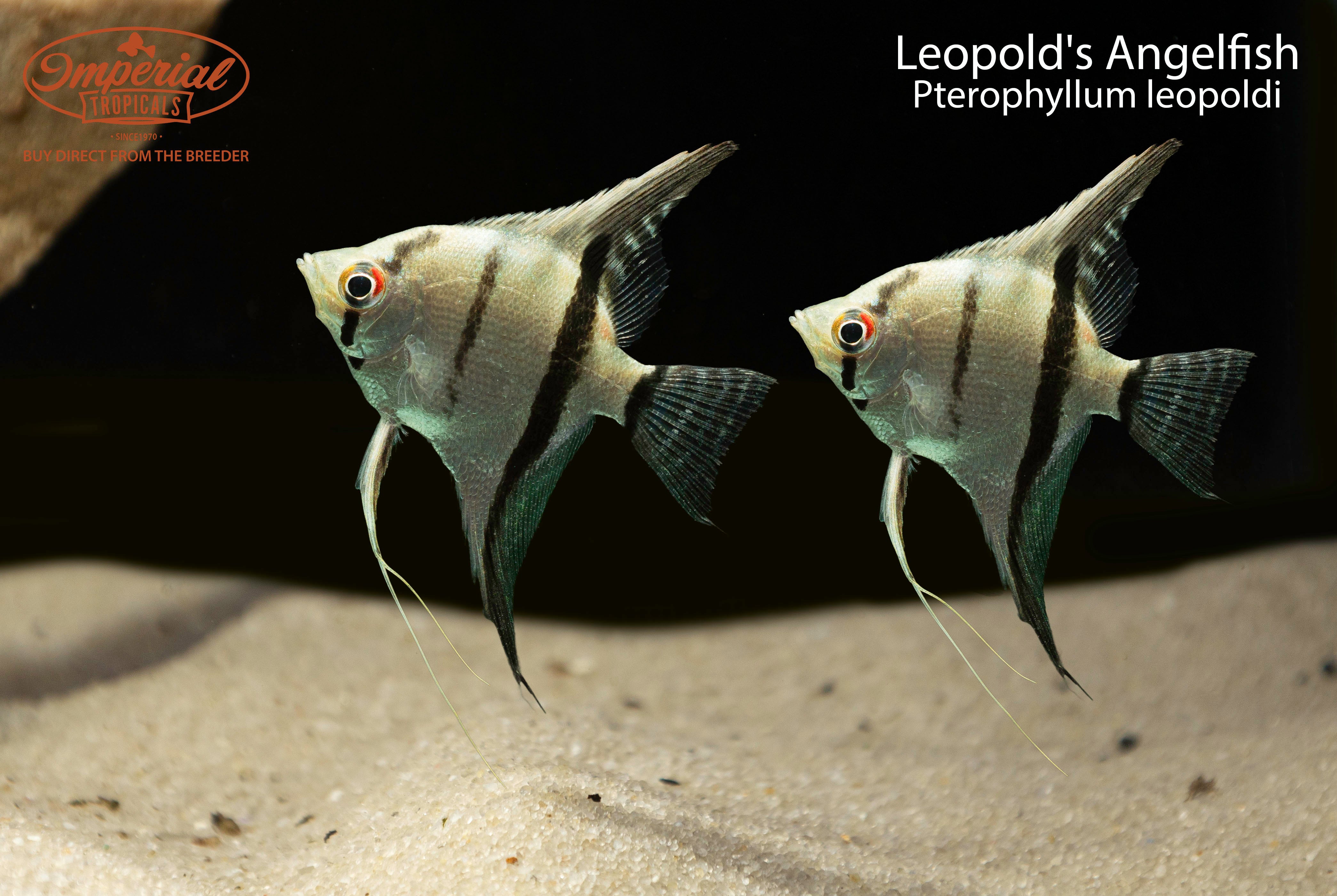 American cichlids – tagged "angels" – Imperial Tropicals