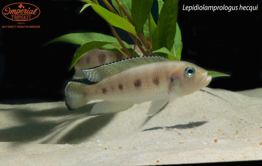 Lepidiolamprologus hecqui