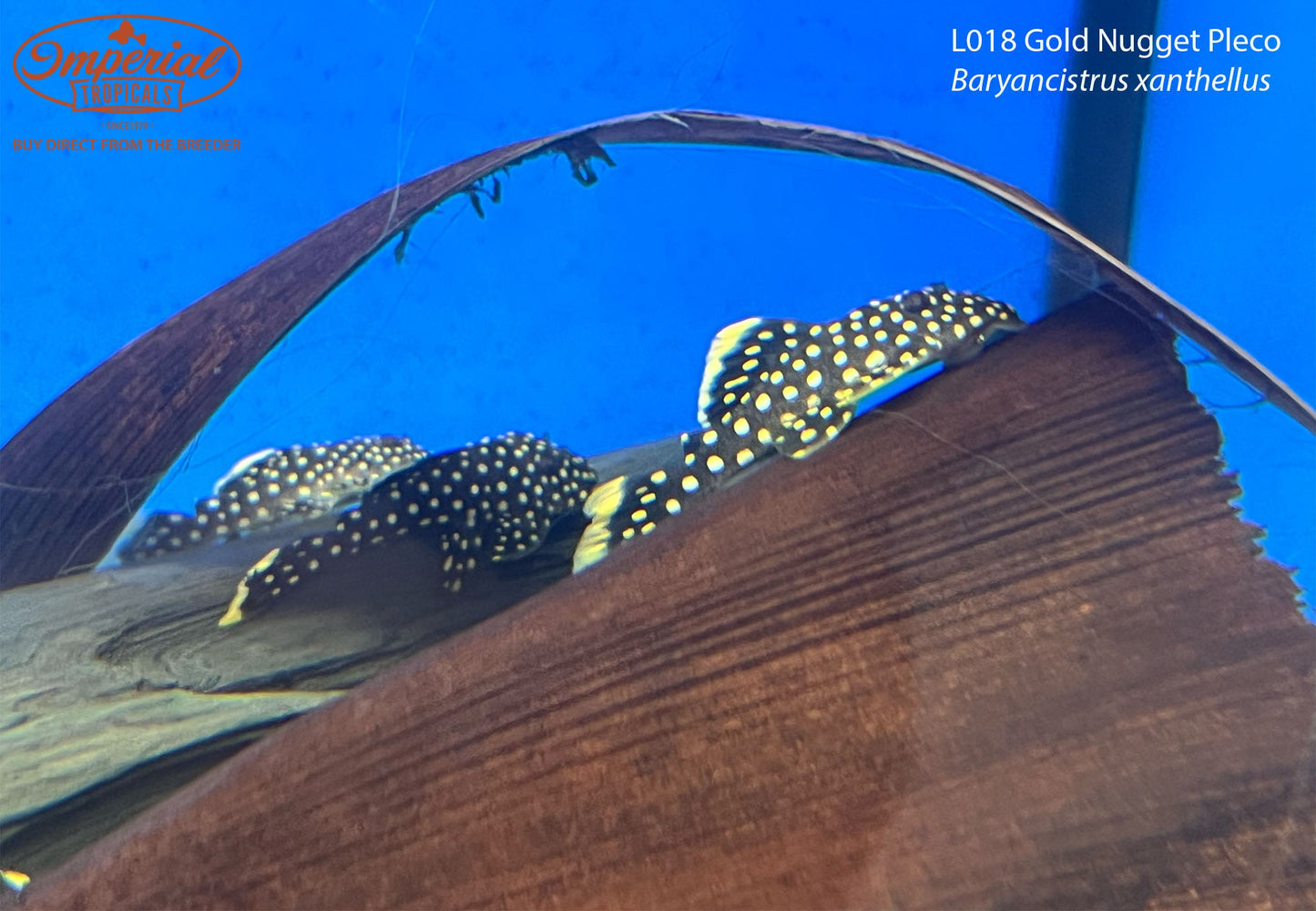 L018 Gold Nugget Pleco