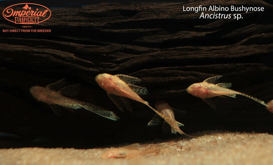 Longfin Albino Bushynose