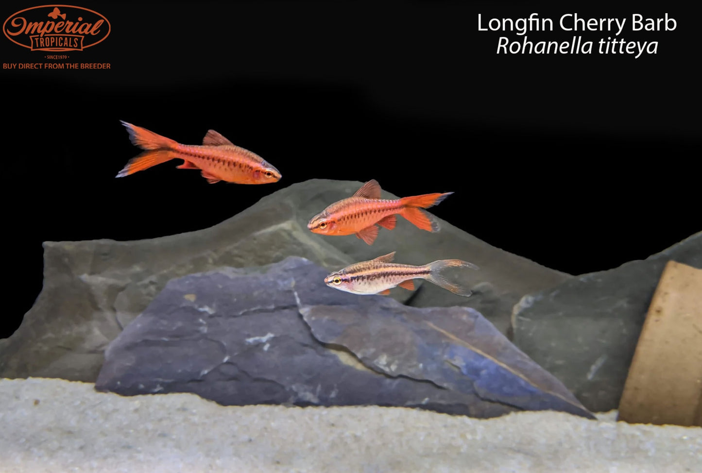 Longfin Cherry Barb