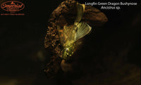 Longfin Green Dragon Bushynose