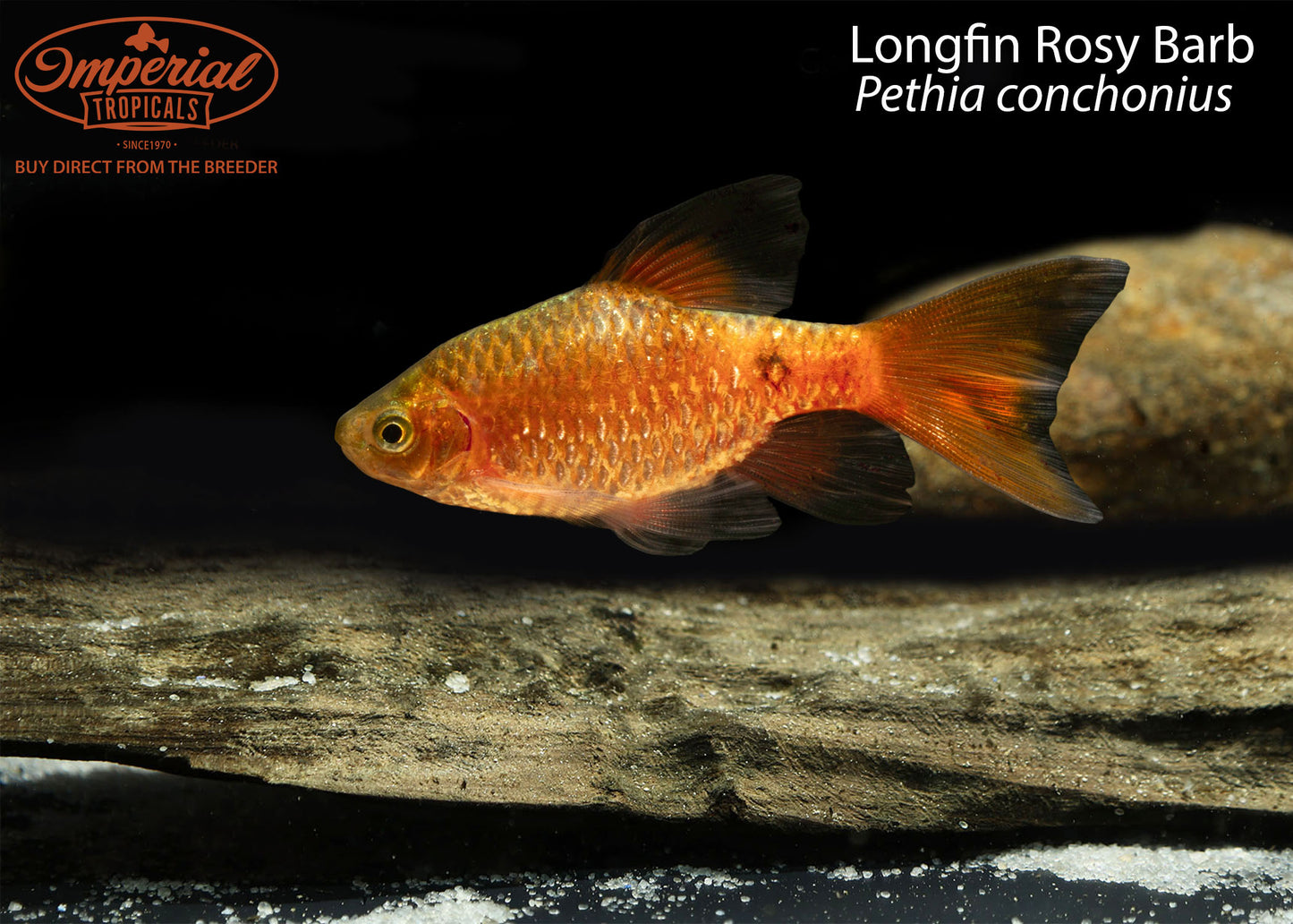 Longfin Rosy Barb