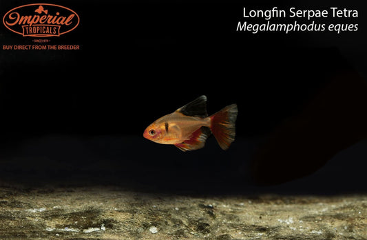 BOGO Longfin Serpae Tetra