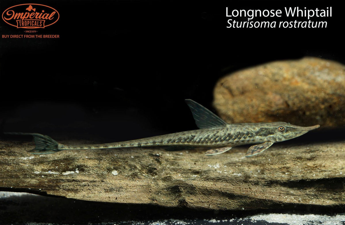 Whiptail Polytech Longnose Whiptail – Imperial Tropicals
