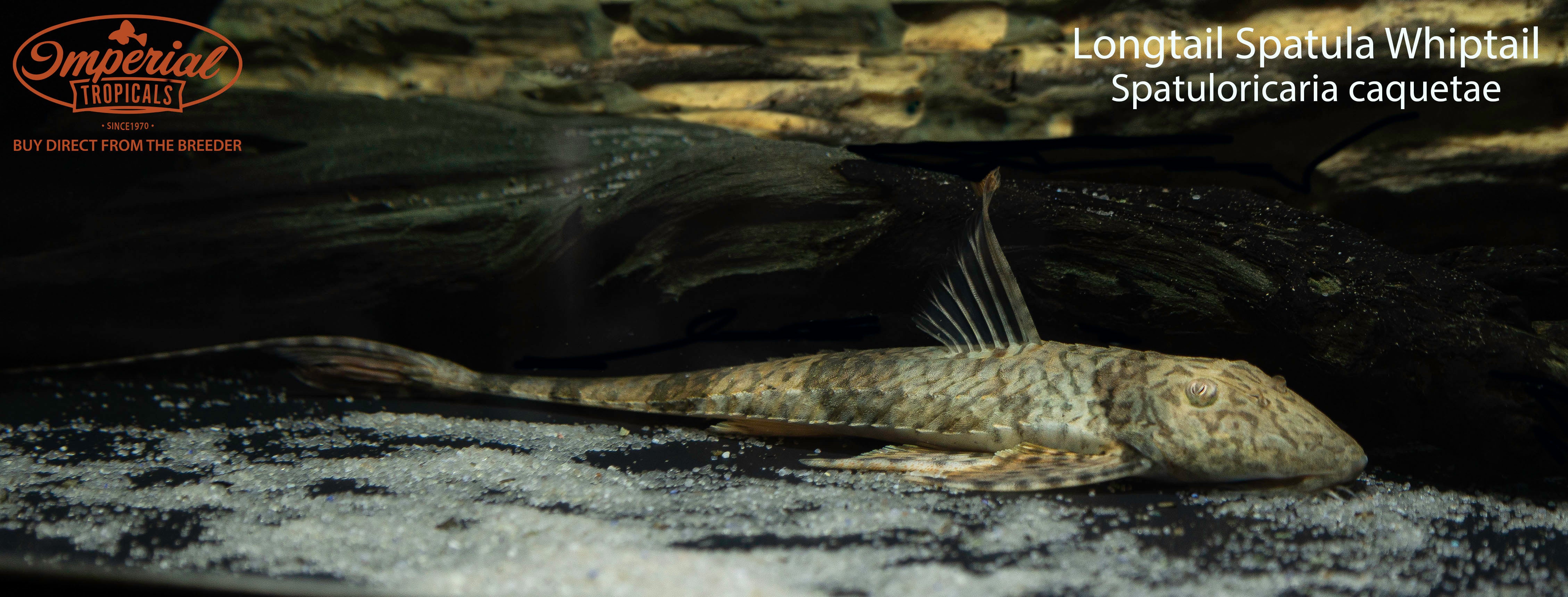 Slopefish Longtail Spatula Whiptail – Imperial Tropicals