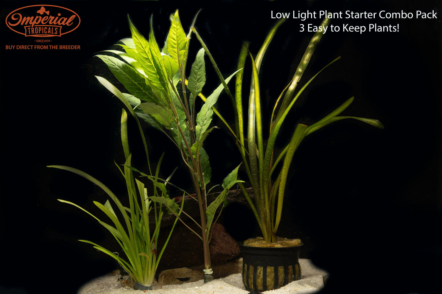 Low Light Plant Starter Combo Pack - 3 Easy to Keep Plants!