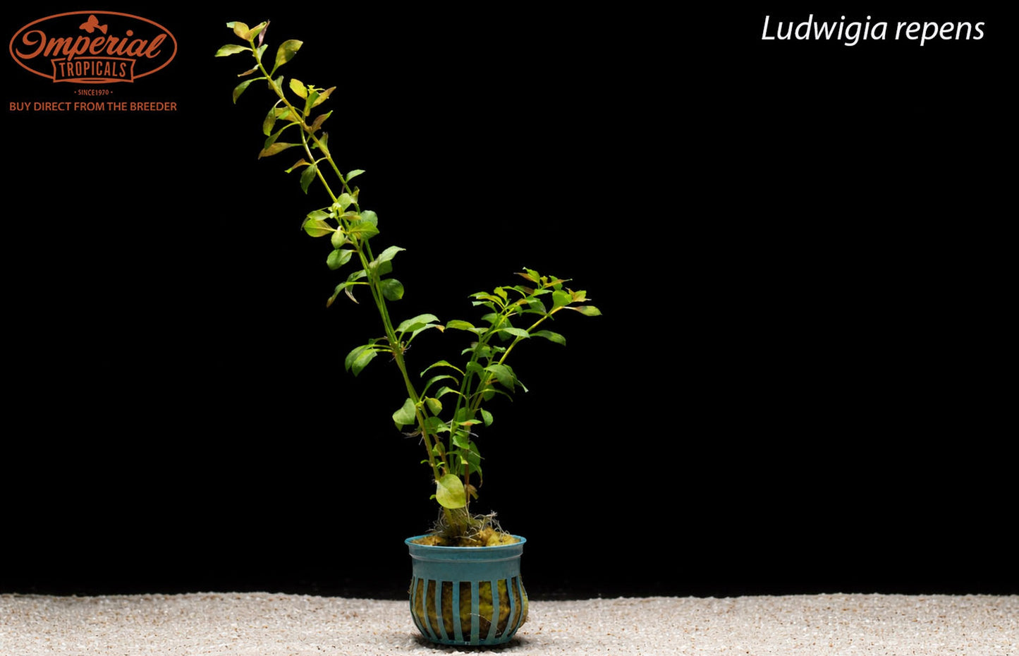Ludwigia repens