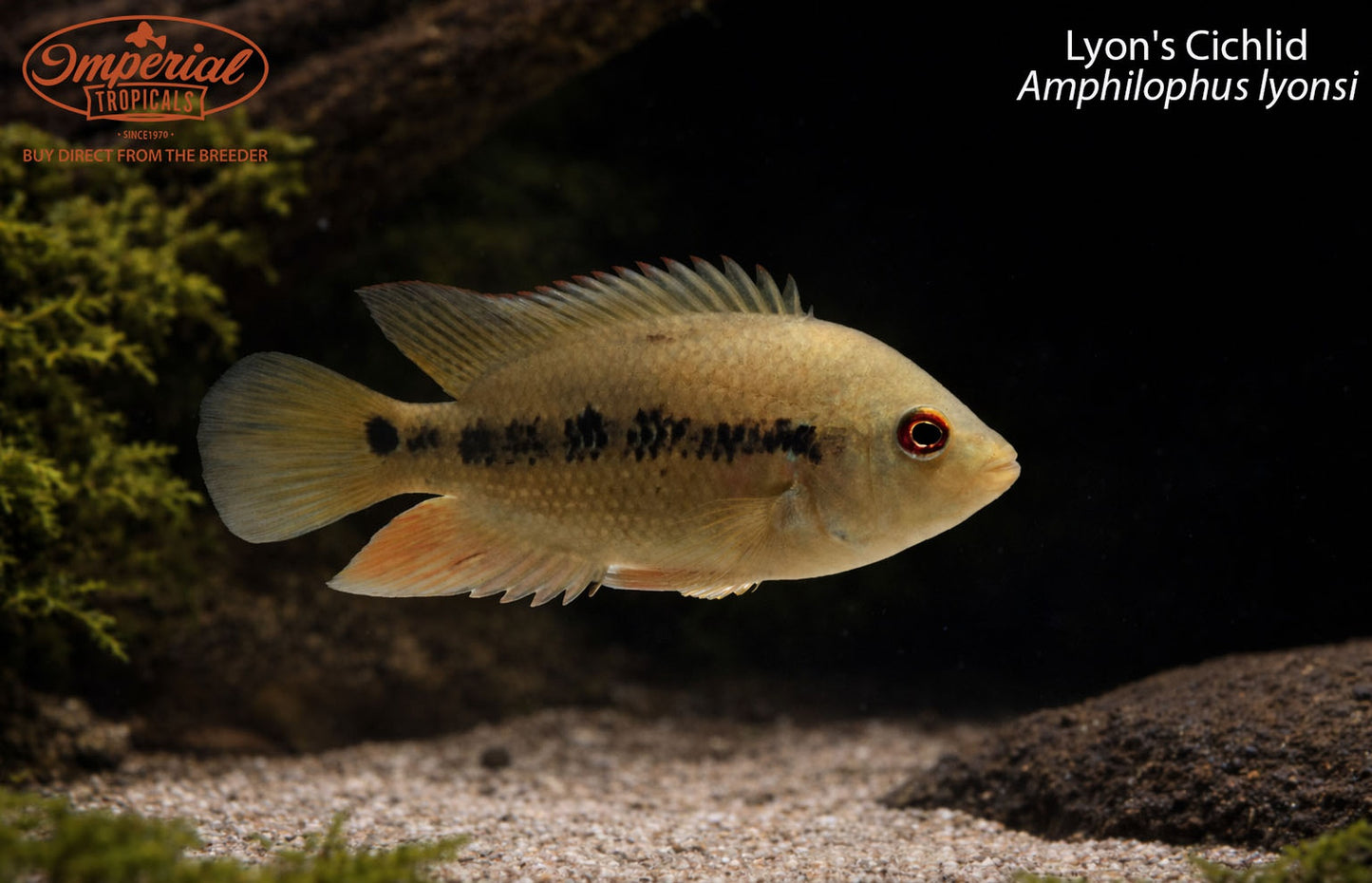 Lyon's Cichlid (Amphilophus lyonsi)