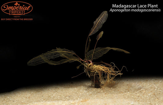 Madagascar Lace Plant