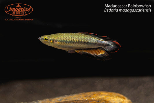 Madagascar Rainbowfish