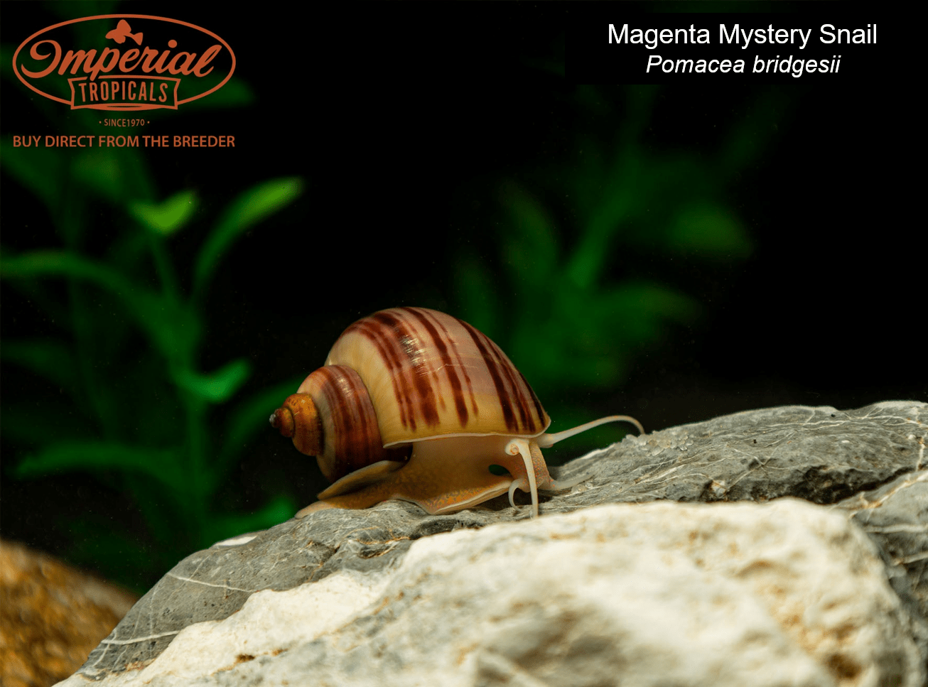 Magenta Mystery Snail