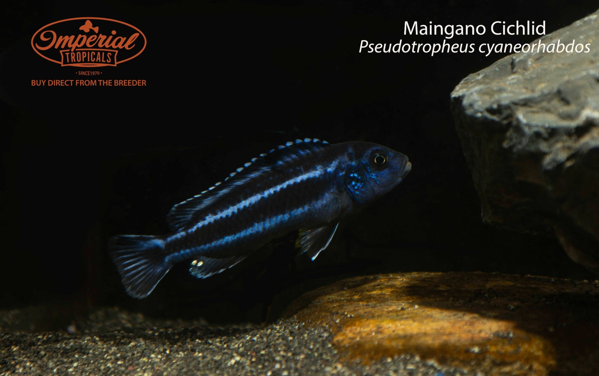 Maingano Cichlid