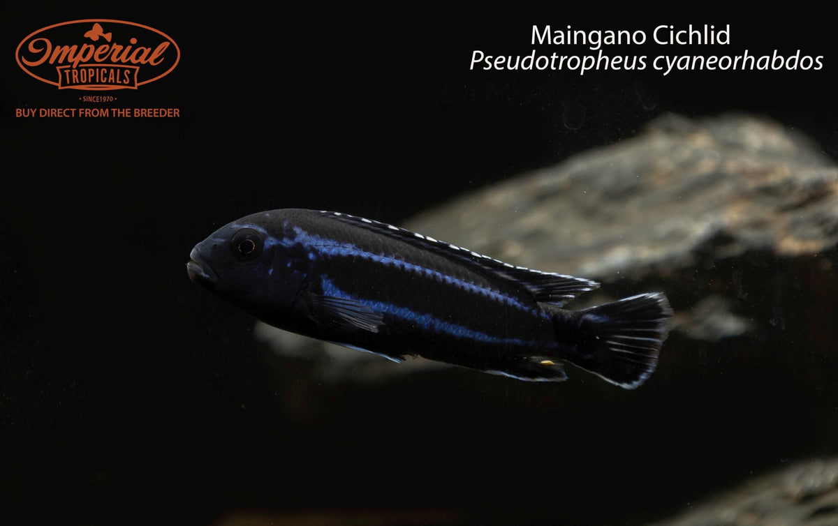 Maingano Cichlid