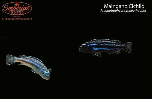 BOGO Maingano Cichlid