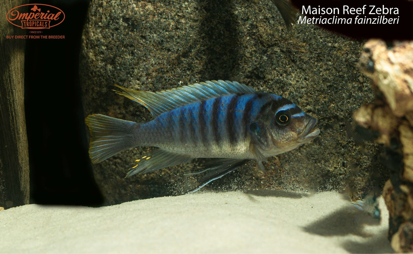 Maison Reef Zebra