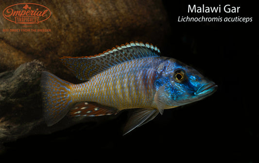 Malawi Gar